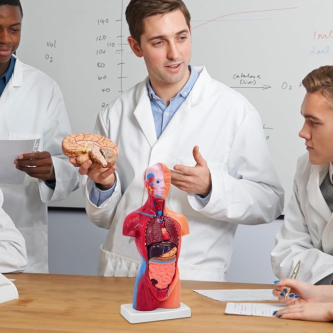 11 Inch Small Human Body Model for Anatomy Study - 15 Detachable Parts Educational Torso with Internal Organs, DIY Assembly Anatomy Model for Students, Teachers, and Medical Healthcare Professionals