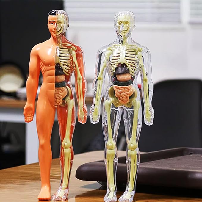 3D Human Body Anatomy Model(Fully Transparent) for Kids 8-12, Skeleton Model Kids, Children Plastic DIY Skeleton Toy, Skeleton Model Kids, Educational Science Kit, Removable Parts