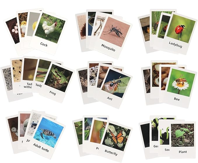 Montessori Life Cycle Animal Figures With Flash Cards, Realistic Figurines Toy, Match Set With Butterfly Frog Ladybug, Educational Game for 3+ Year Old Toddlers Kids