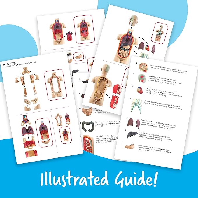Learning Resources Human Body Model, 31 Pieces, Grades 3+, Ages 8+, Science Classroom Demonstration Tools, Realistic Human Anatomy Display