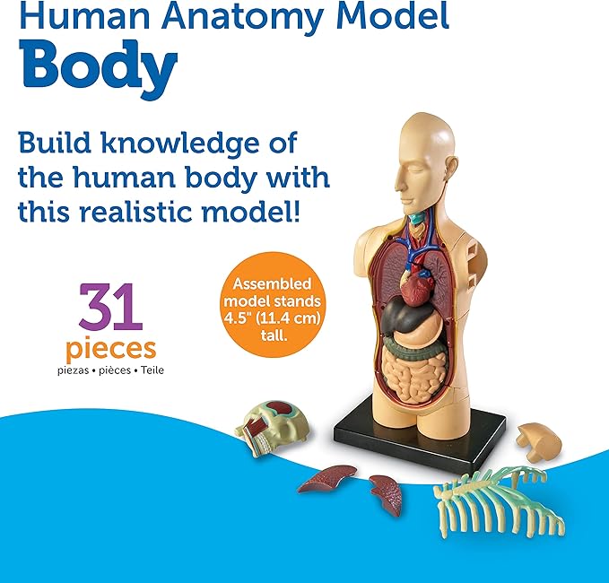 Learning Resources Human Body Model, 31 Pieces, Grades 3+, Ages 8+, Science Classroom Demonstration Tools, Realistic Human Anatomy Display