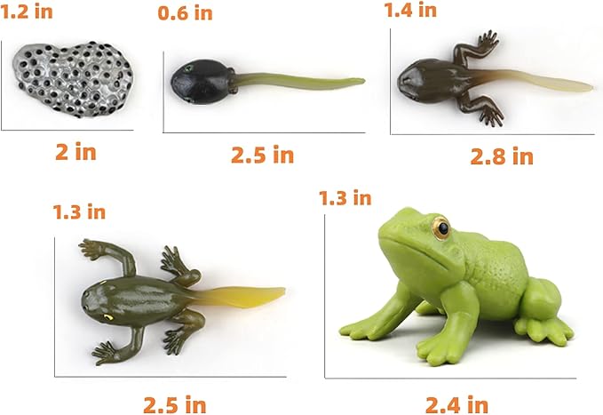 Montessori Frog Life Cycle with Flash Cards, Plastic Insects Tadpole to Frog Kit Toy, Realistic Animal Figurines (Frog)