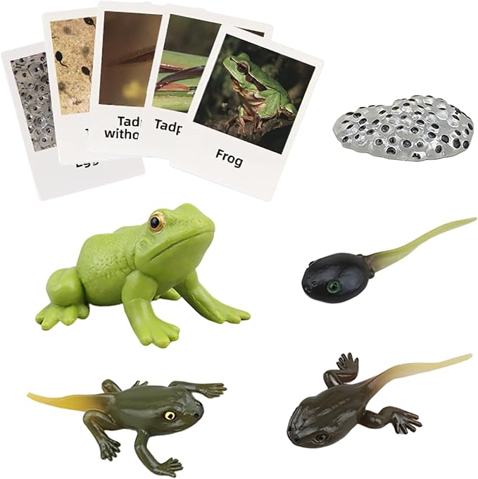 Montessori Frog Life Cycle with Flash Cards, Plastic Insects Tadpole to Frog Kit Toy, Realistic Animal Figurines (Frog)