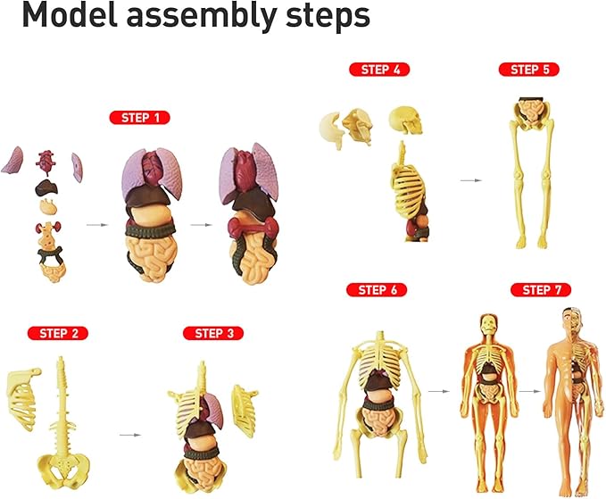 3D Human Body Anatomy Model(Fully Transparent) for Kids 8-12, Skeleton Model Kids, Children Plastic DIY Skeleton Toy, Skeleton Model Kids, Educational Science Kit, Removable Parts