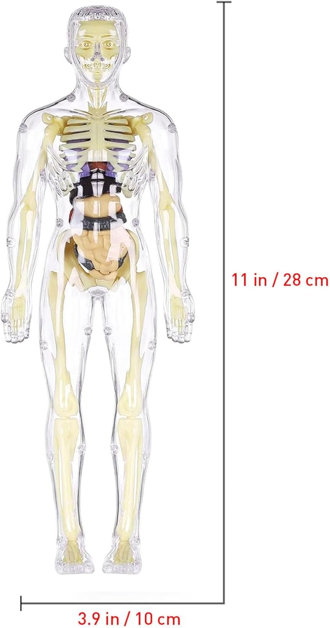 3D Human Body Anatomy Model(Fully Transparent) for Kids 8-12, Skeleton Model Kids, Children Plastic DIY Skeleton Toy, Skeleton Model Kids, Educational Science Kit, Removable Parts