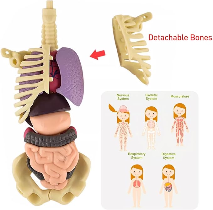 3D Human Body Anatomy Model(Half Transparent) for Kids 8-12, Skeleton Model Kids, Children Plastic DIY Skeleton Toy, Skeleton Model Kids, Educational Science Kit, Removable Parts