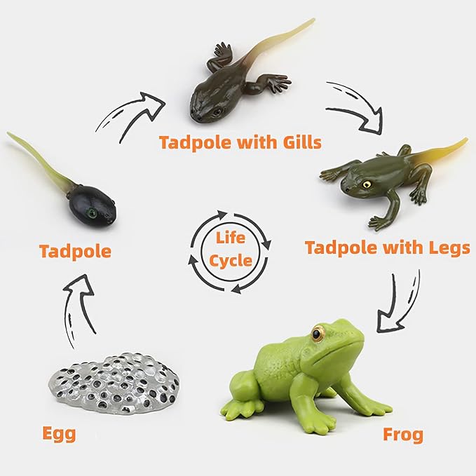 Montessori Frog Life Cycle with Flash Cards, Plastic Insects Tadpole to Frog Kit Toy, Realistic Animal Figurines (Frog)
