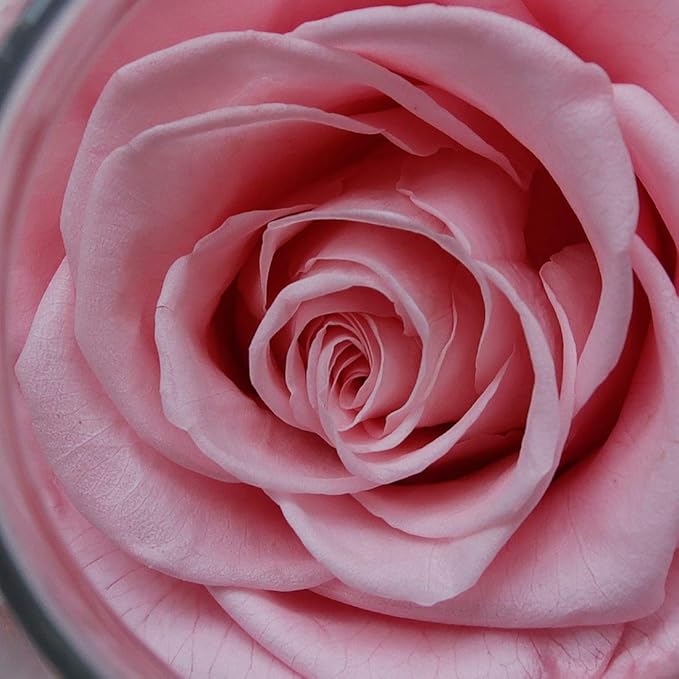 Preserved Real Roses with Colorful Mood Light Wishing Bottle, Eternal Rose，Never Withered Flowers, for Bedroom Party Table Decor, Christmas Decorations, a Gifts for Women 1pcs Pink