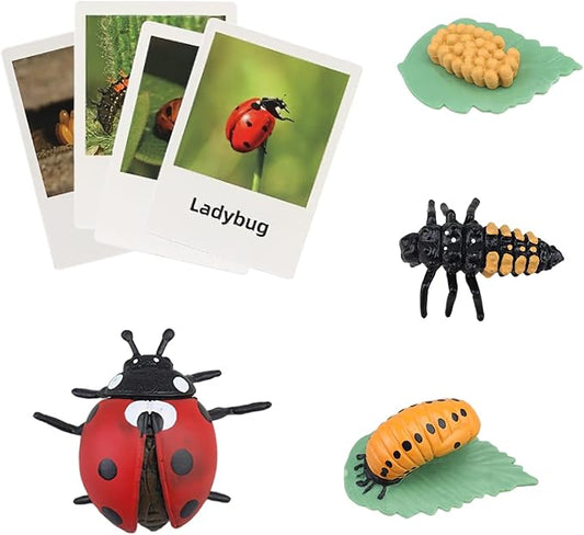 Montessori Life Cycle Animal Figures With Flash Cards, Realistic Figurines Toy, Match Set With Butterfly Frog Ladybug, Educational Game for 3+ Year Old Toddlers Kids