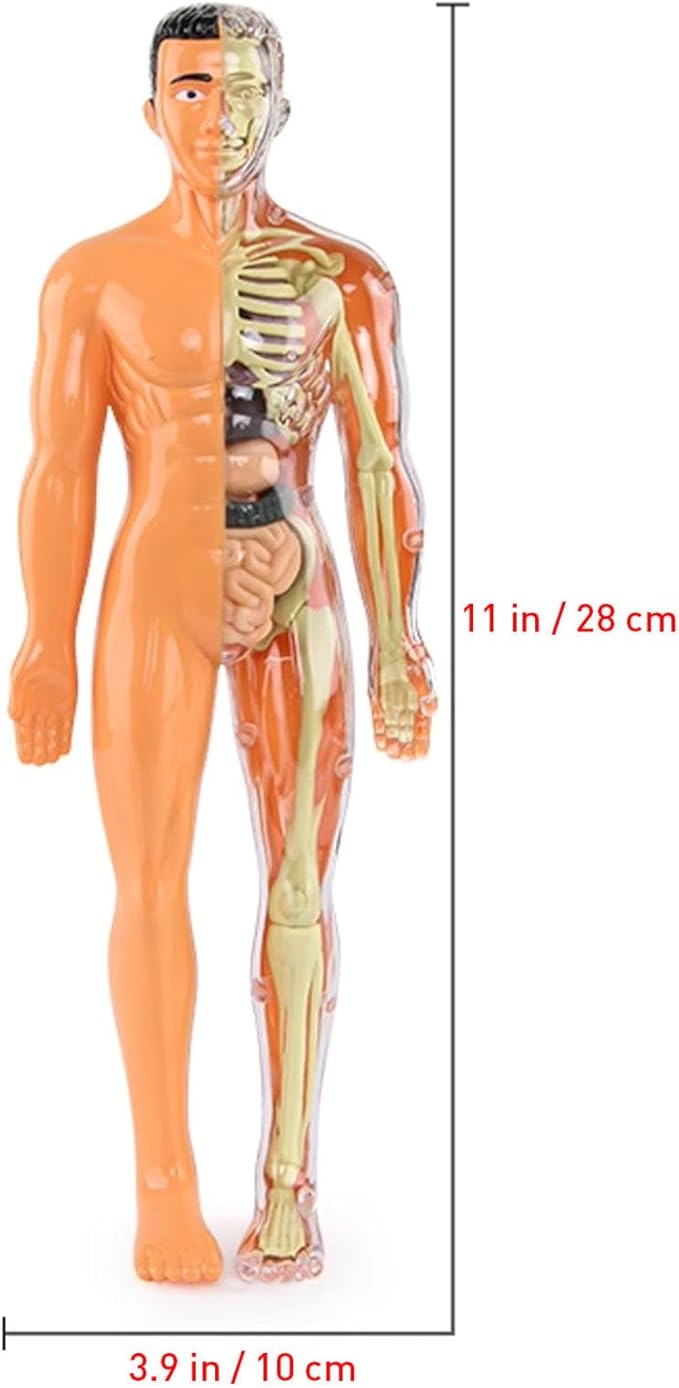 3D Human Body Anatomy Model(Half Transparent) for Kids 8-12, Skeleton Model Kids, Children Plastic DIY Skeleton Toy, Skeleton Model Kids, Educational Science Kit, Removable Parts