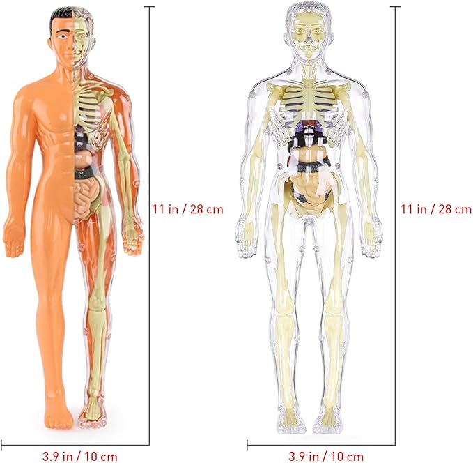 3D Human Body Anatomy Model(Half&Fully Transparent) for Kids, Skeleton Model Kids, Children Diy Skeleton Model Toy, Educational Science Kit