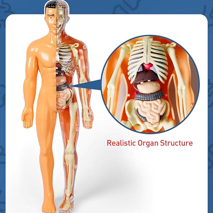 3D Human Body Anatomy Model(Half&Fully Transparent) for Kids, Skeleton Model Kids, Children Diy Skeleton Model Toy, Educational Science Kit