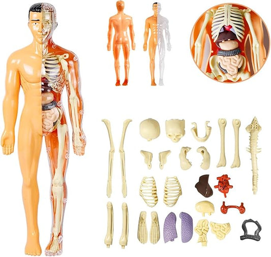 3D Human Body Anatomy Model(Half Transparent) for Kids 8-12, Skeleton Model Kids, Children Plastic DIY Skeleton Toy, Skeleton Model Kids, Educational Science Kit, Removable Parts