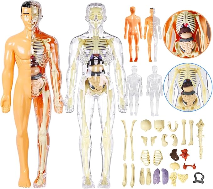 3D Human Body Anatomy Model(Half&Fully Transparent) for Kids, Skeleton Model Kids, Children Diy Skeleton Model Toy, Educational Science Kit