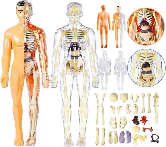 3D Human Body Anatomy Model(Half&Fully Transparent) for Kids, Skeleton Model Kids, Children Diy Skeleton Model Toy, Educational Science Kit