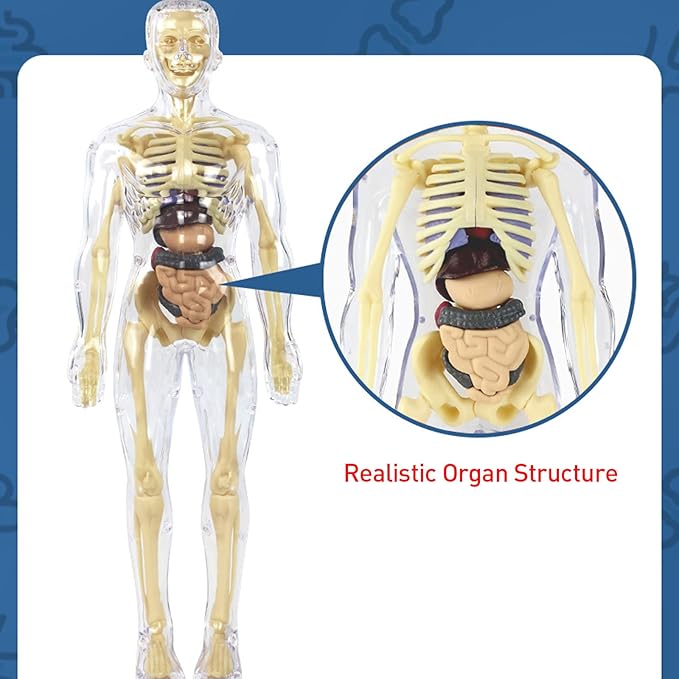 3D Human Body Anatomy Model(Fully Transparent) for Kids 8-12, Skeleton Model Kids, Children Plastic DIY Skeleton Toy, Skeleton Model Kids, Educational Science Kit, Removable Parts