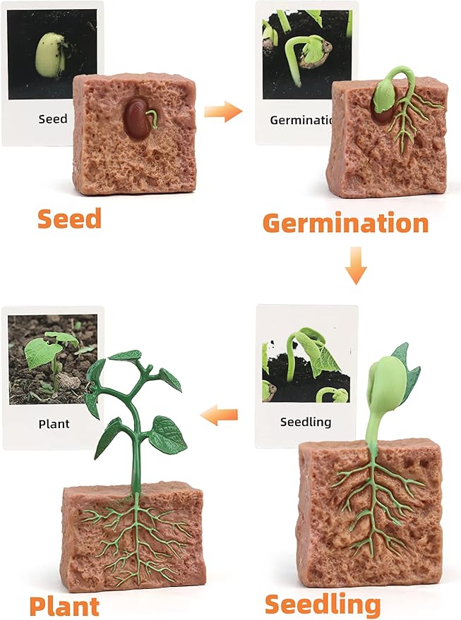 Montessori Life Cycle Animal Figures with Flash Cards, Realistic Animal Figurines Toy, Animal Educational Matching Game for 3+ year old Toddlers Kids (Plant)
