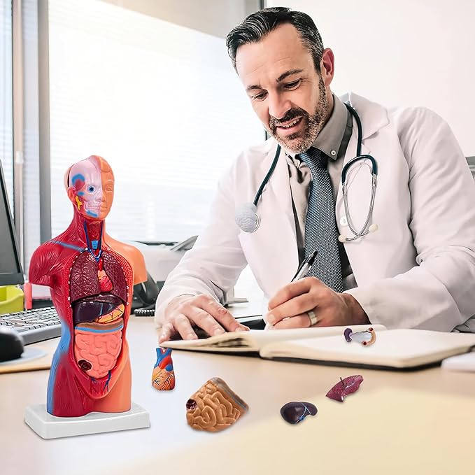 11 Inch Small Human Body Model for Anatomy Study - 15 Detachable Parts Educational Torso with Internal Organs, DIY Assembly Anatomy Model for Students, Teachers, and Medical Healthcare Professionals