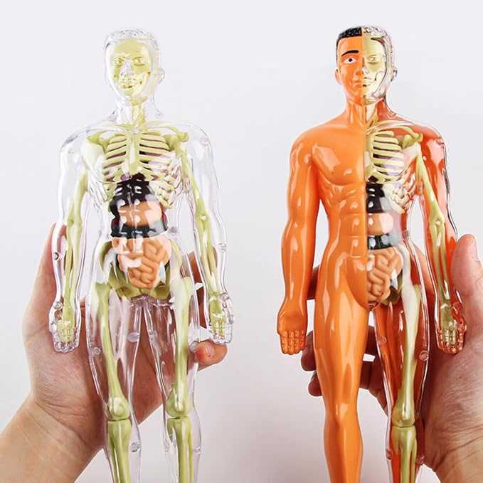 3D Human Body Anatomy Model(Half Transparent) for Kids 8-12, Skeleton Model Kids, Children Plastic DIY Skeleton Toy, Skeleton Model Kids, Educational Science Kit, Removable Parts