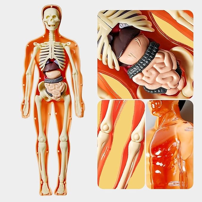 3D Human Body Anatomy Model(Half Transparent) for Kids 8-12, Skeleton Model Kids, Children Plastic DIY Skeleton Toy, Skeleton Model Kids, Educational Science Kit, Removable Parts