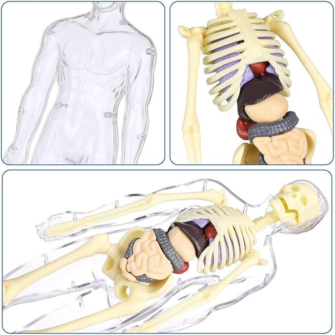 3D Human Body Anatomy Model(Half&Fully Transparent) for Kids, Skeleton Model Kids, Children Diy Skeleton Model Toy, Educational Science Kit
