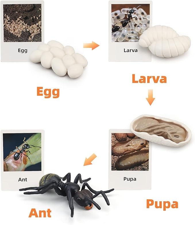 Montessori Life Cycle Animal Figures with Flash Cards, Realistic Animal Figurines Toy, Animal Educational Matching Game for 3+ Year Old Toddlers Kids (Ant)