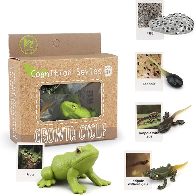 Montessori Frog Life Cycle with Flash Cards, Plastic Insects Tadpole to Frog Kit Toy, Realistic Animal Figurines (Frog)