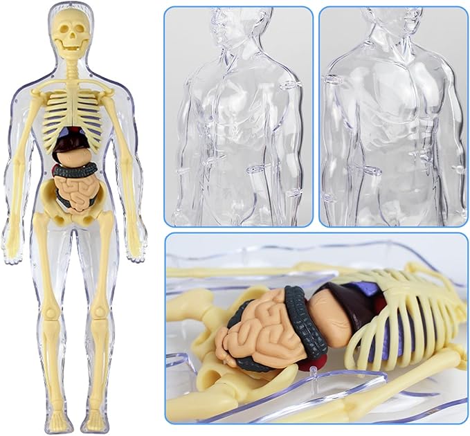3D Human Body Anatomy Model(Fully Transparent) for Kids 8-12, Skeleton Model Kids, Children Plastic DIY Skeleton Toy, Skeleton Model Kids, Educational Science Kit, Removable Parts