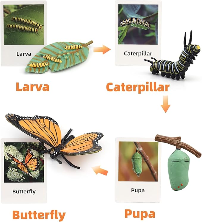 Montessori Life Cycle Animal Figures with Flash Cards, Plastic Insects Monarch Butterfly Kit Caterpillar Toy for Kids, Realistic Animal Figurines (Butterfly)
