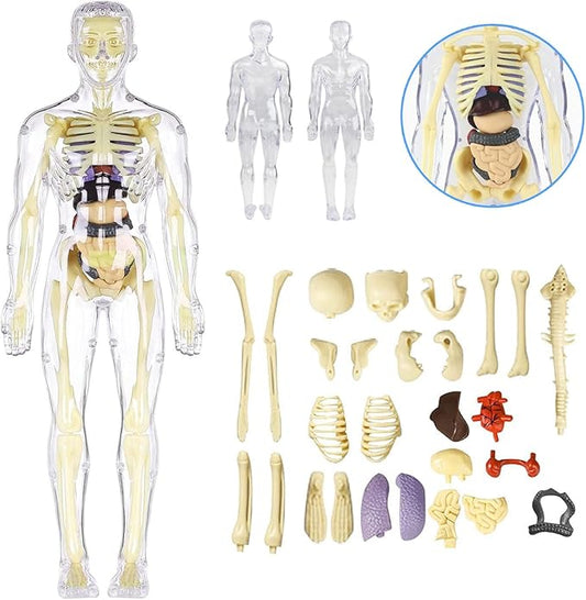 3D Human Body Anatomy Model(Fully Transparent) for Kids 8-12, Skeleton Model Kids, Children Plastic DIY Skeleton Toy, Skeleton Model Kids, Educational Science Kit, Removable Parts