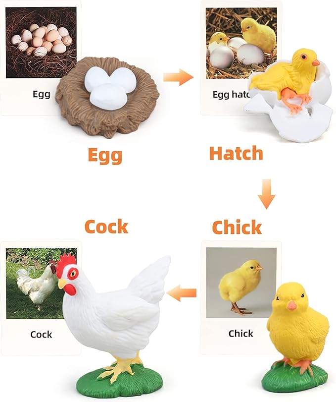 Montessori Chicken Life Cycle with Flash Cards, Realistic Animal Figurines Toy, Animal Educational Matching Game for 3+ Year Old Toddlers Kids (Cock)