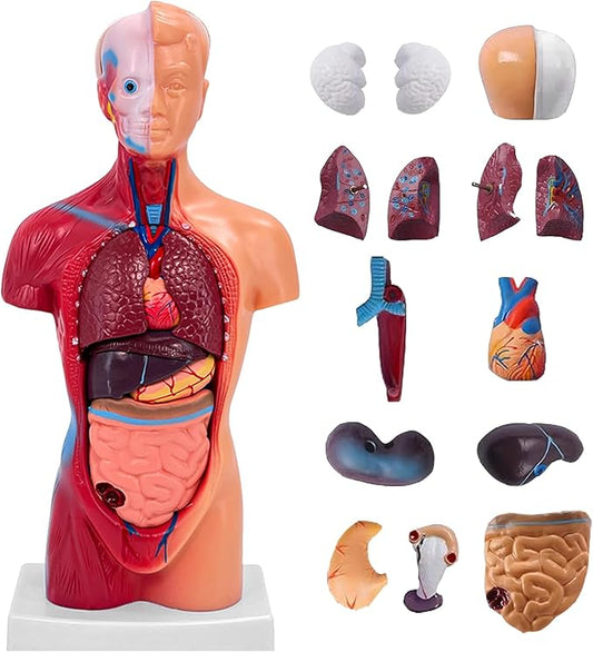11 Inch Small Human Body Model for Anatomy Study - 15 Detachable Parts Educational Torso with Internal Organs, DIY Assembly Anatomy Model for Students, Teachers, and Medical Healthcare Professionals