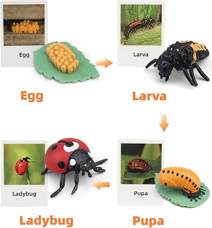 Montessori Life Cycle Animal Figures With Flash Cards, Realistic Figurines Toy, Match Set With Butterfly Frog Ladybug, Educational Game for 3+ Year Old Toddlers Kids