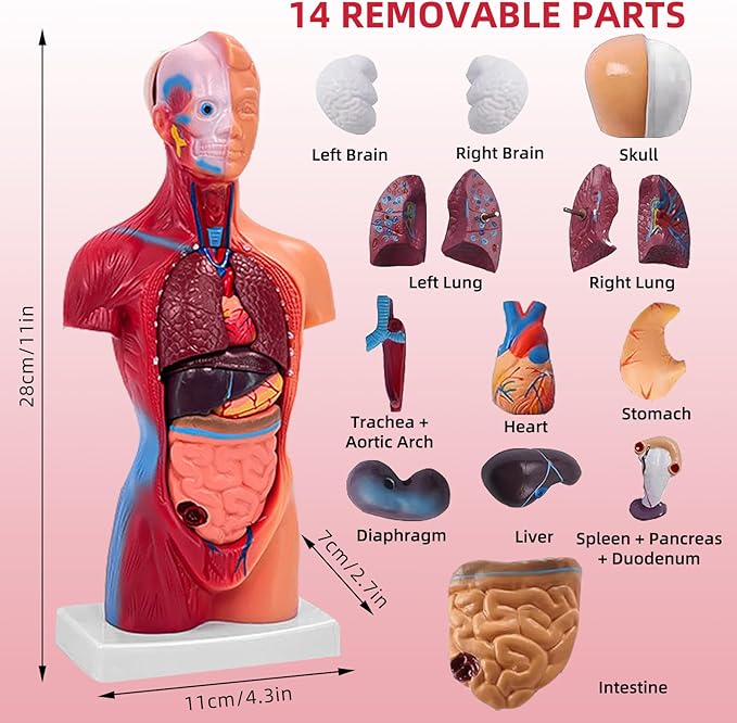 11 Inch Small Human Body Model for Anatomy Study - 15 Detachable Parts Educational Torso with Internal Organs, DIY Assembly Anatomy Model for Students, Teachers, and Medical Healthcare Professionals