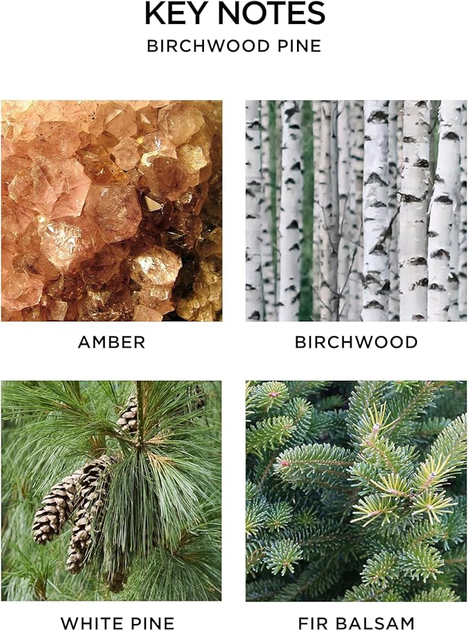 NEST New York Scented Classic Candle, Birchwood Pine - 8.1 oz - Up to 60-Hour Burn Time - Reusable Glass Vessel