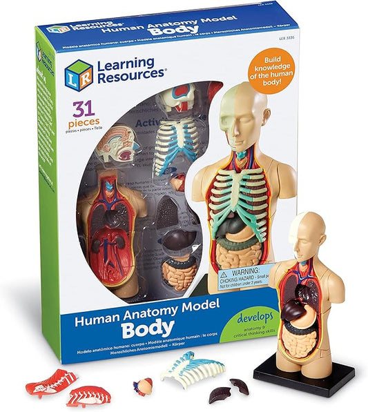Learning Resources Human Body Model, 31 Pieces, Grades 3+, Ages 8+, Science Classroom Demonstration Tools, Realistic Human Anatomy Display
