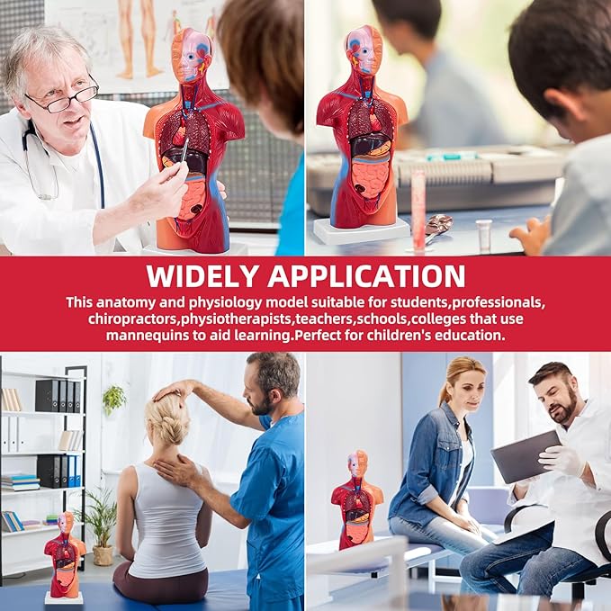 11 Inch Small Human Body Model for Anatomy Study - 15 Detachable Parts Educational Torso with Internal Organs, DIY Assembly Anatomy Model for Students, Teachers, and Medical Healthcare Professionals